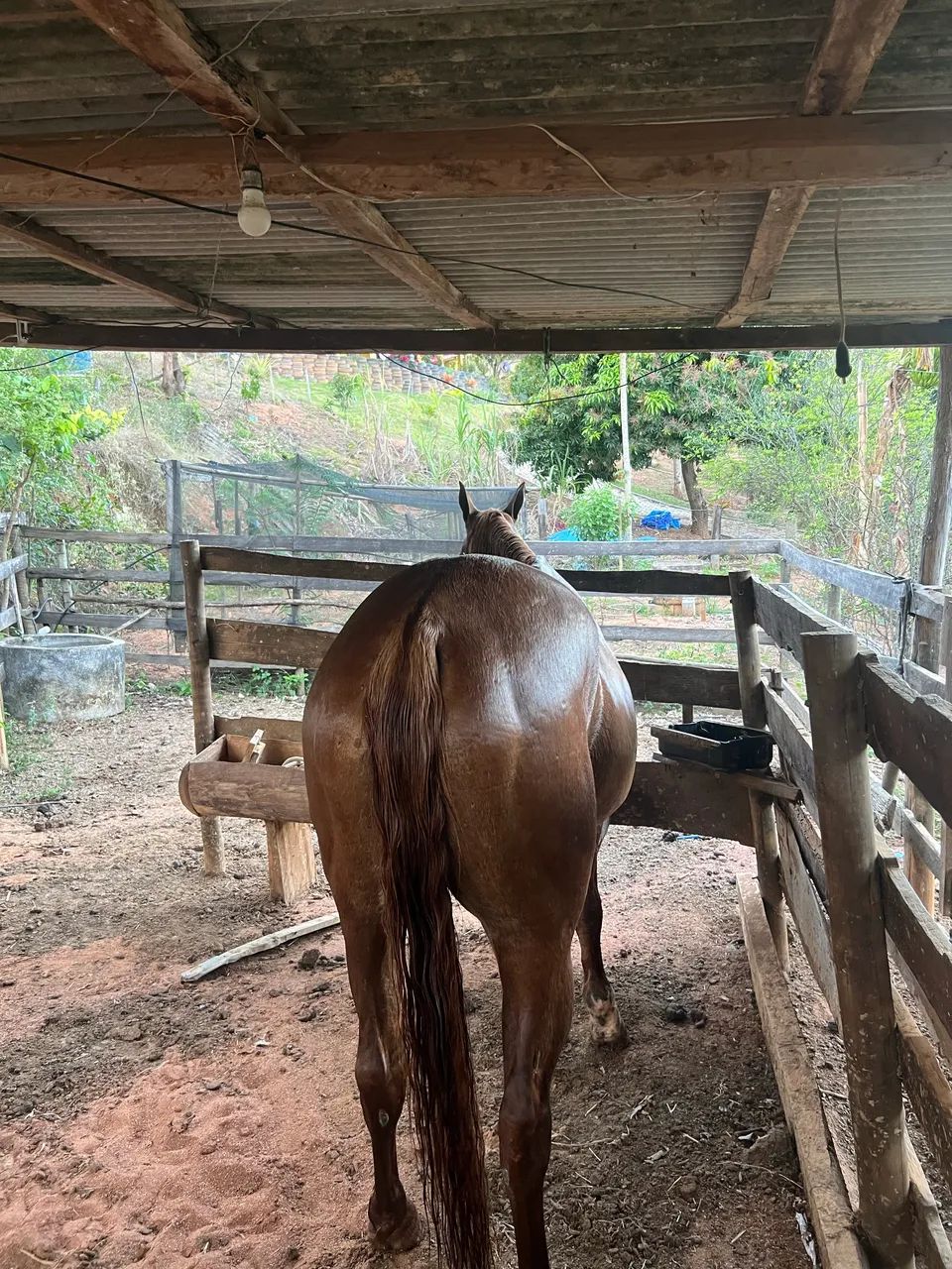 Égua Quarto de milha  - Foto 2