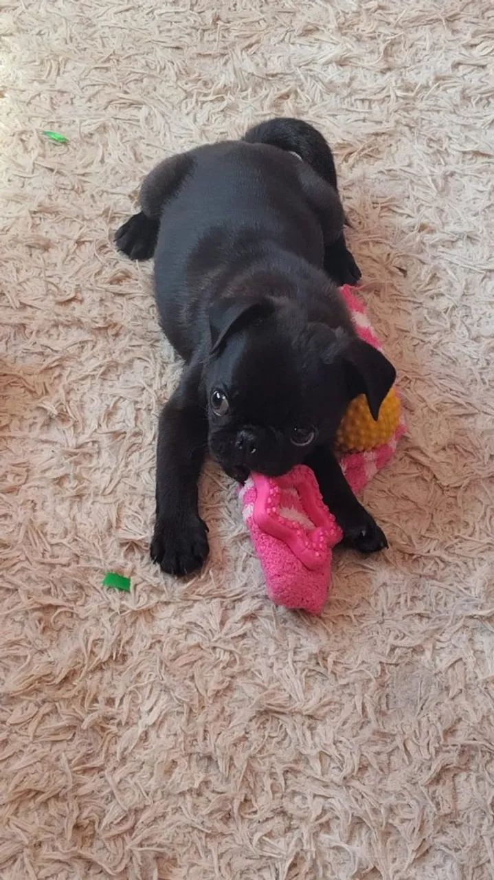Mine Pug macho Black  - Foto 5