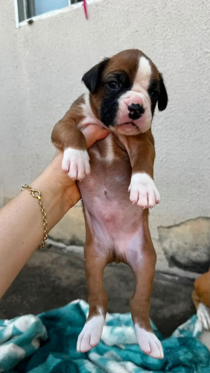 Filhote Boxer e macho  - Foto 5
