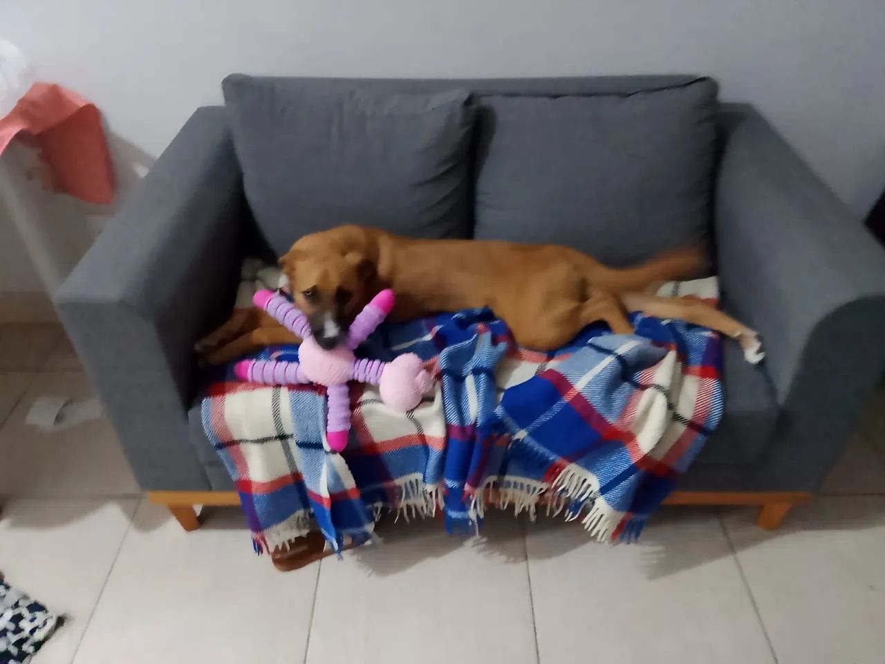 Doação responsável  - Foto 2