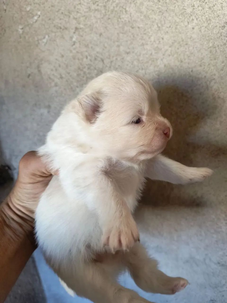 Cachorro  - Foto 5