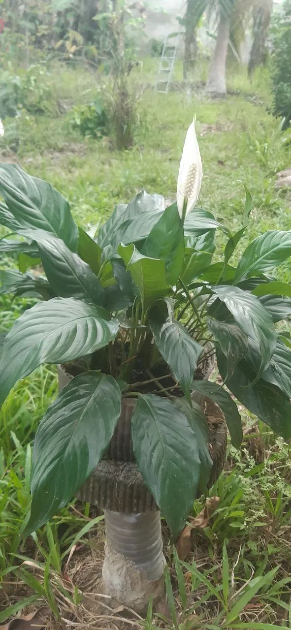 Venda plantas - Foto 5