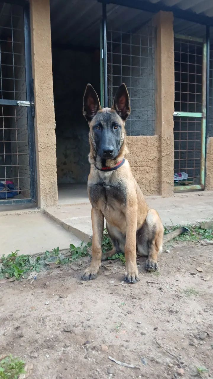 Pastora Belga Malinois  - Foto 3