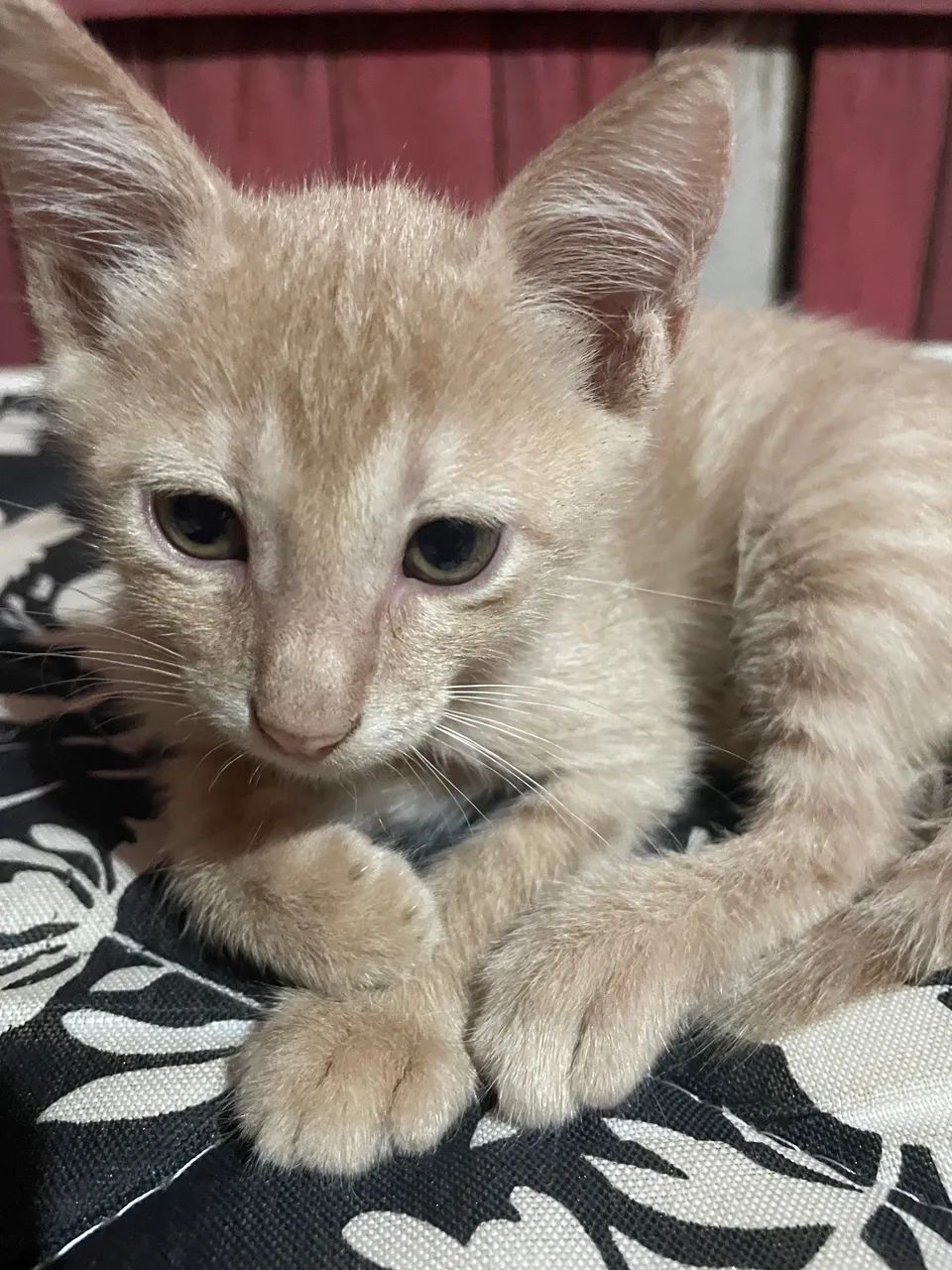Gatinho 