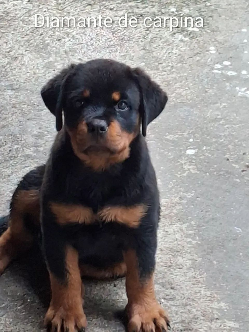 rottweiler  - Foto 3