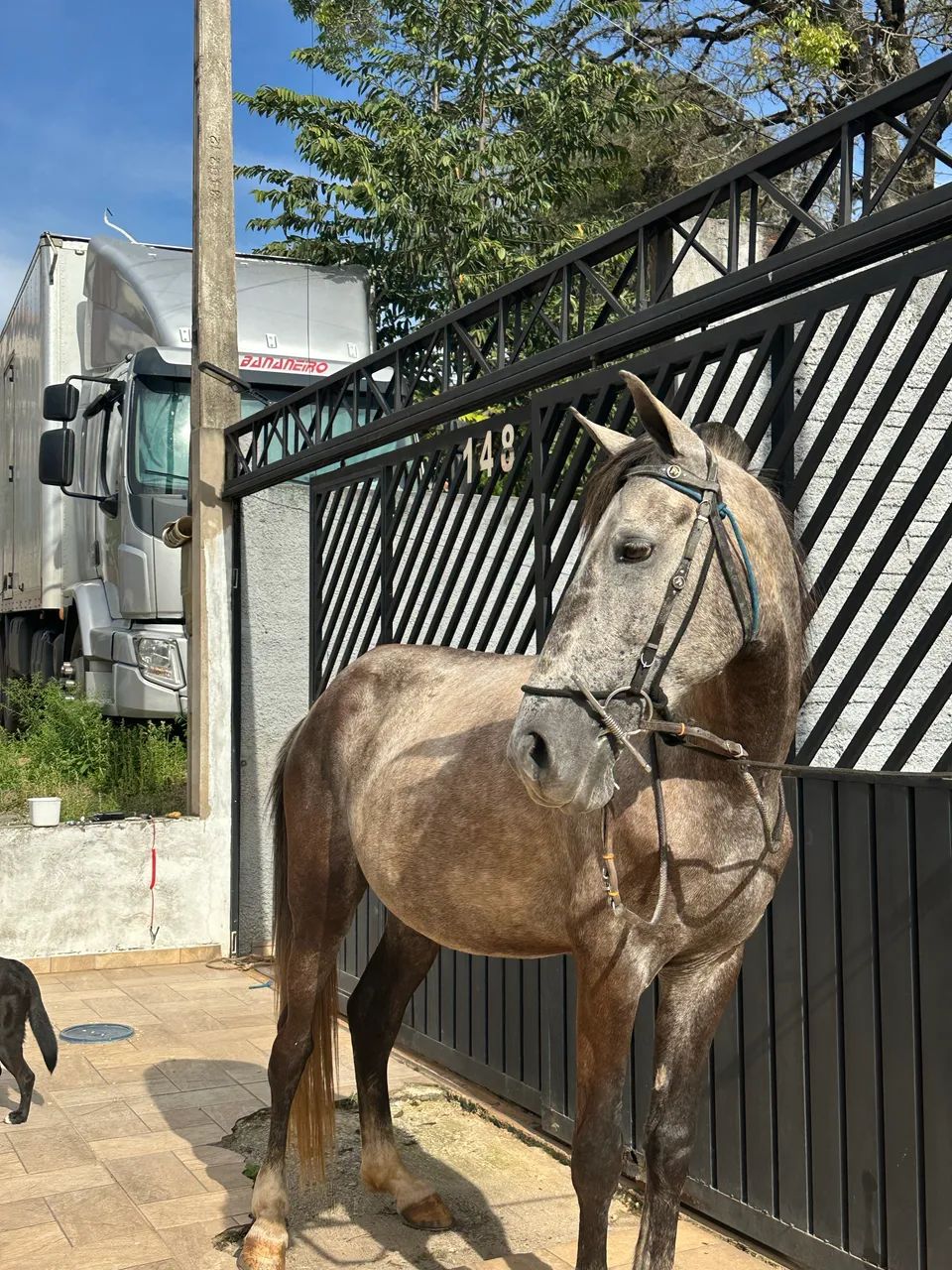 Cavalo - Foto 3