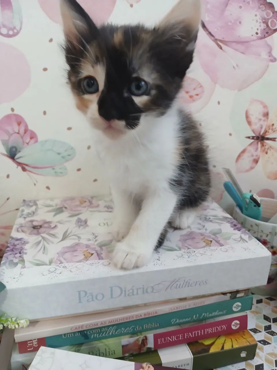 Doação lindos filhotes de gatinhos - Foto 6