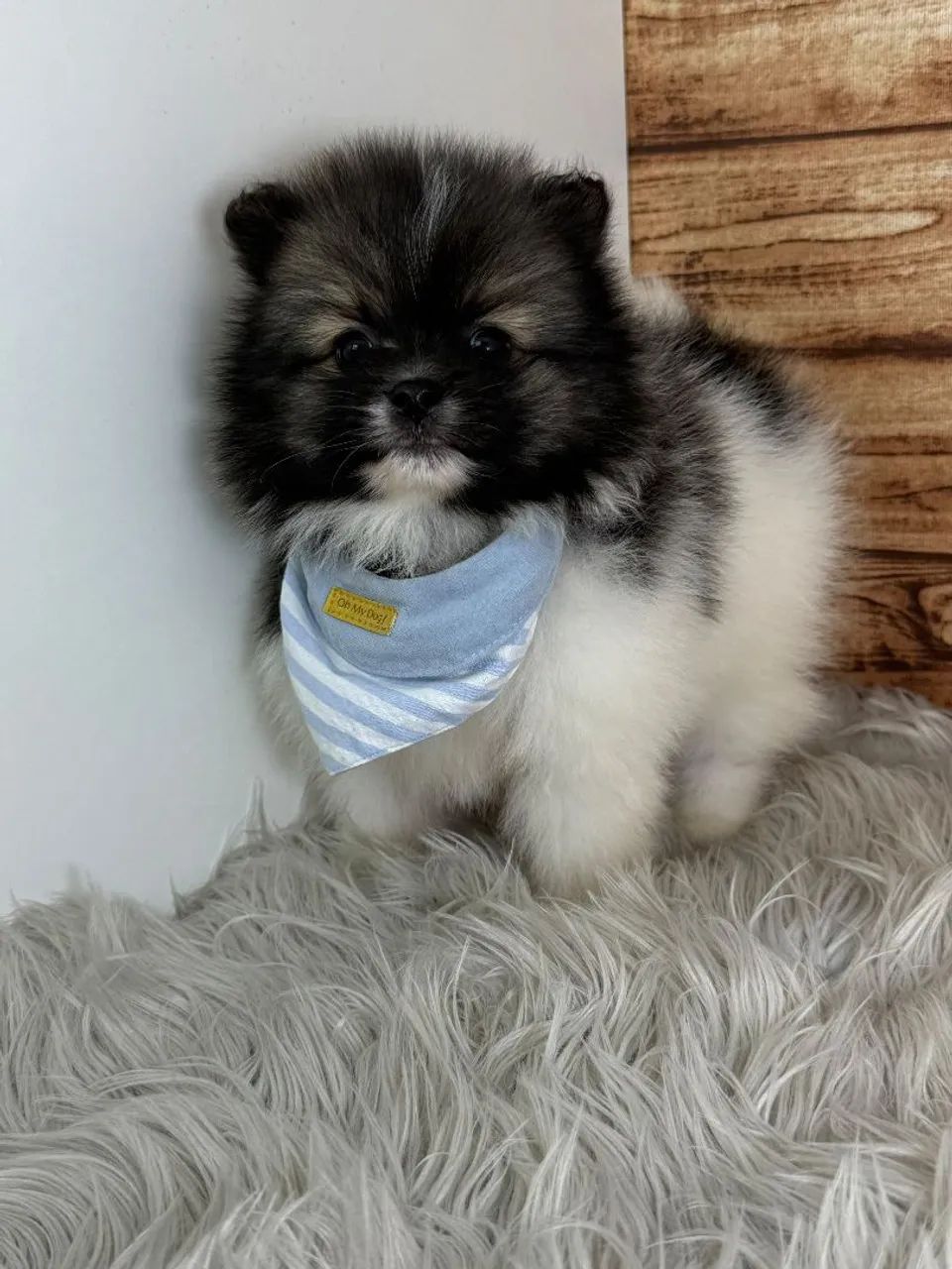 Spitz alemão  - Foto 2
