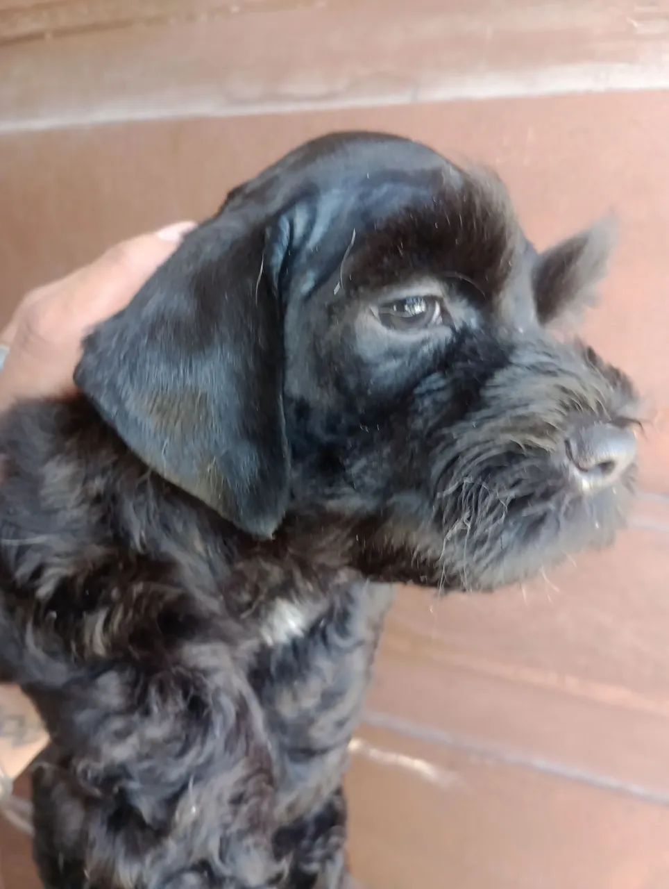 Schnauzer Miniatura macho  - Foto 5