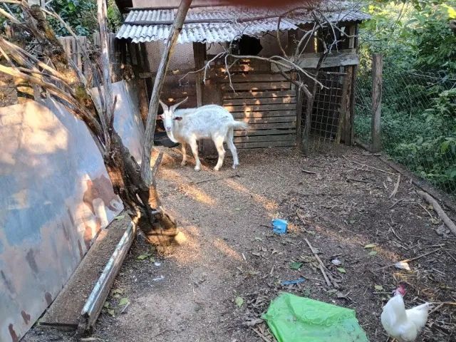 VENDO 1 Bode da raça Sani - Foto 5