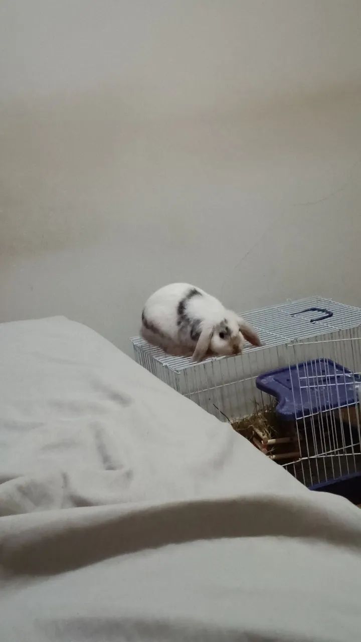 Coelha - Foto 2