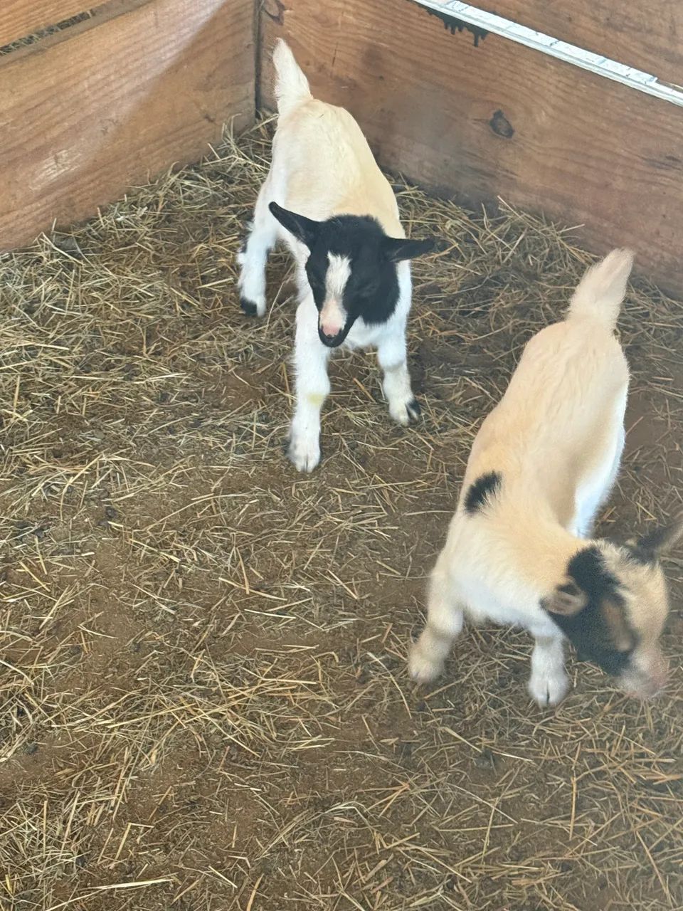 Mini bodes (mini cabras, mini animais, carneiros, dorper) - Foto 5