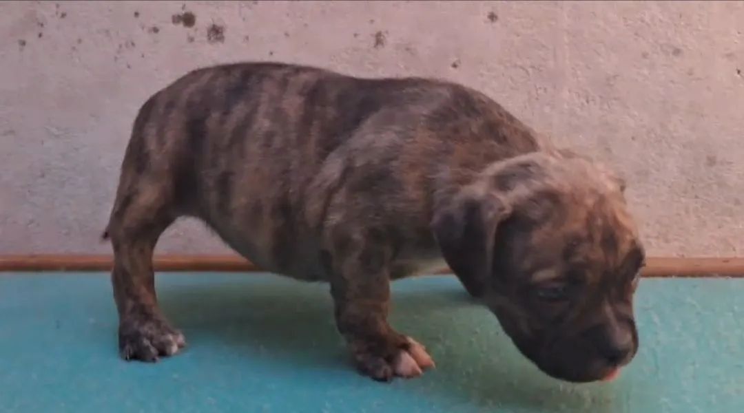 American Bully  - Foto 3