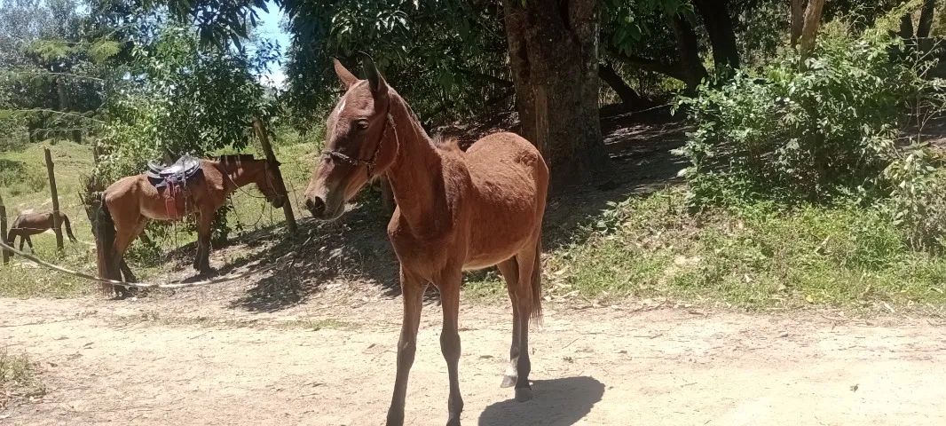 Potra - Foto 3