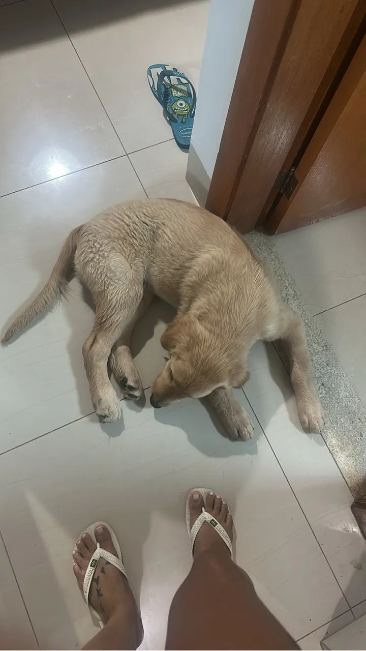 Golden retriever  - Foto 5