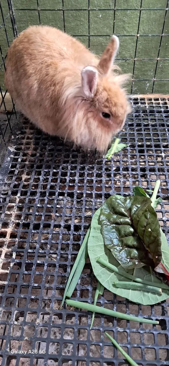 Coelhos, laion juba de leão 
