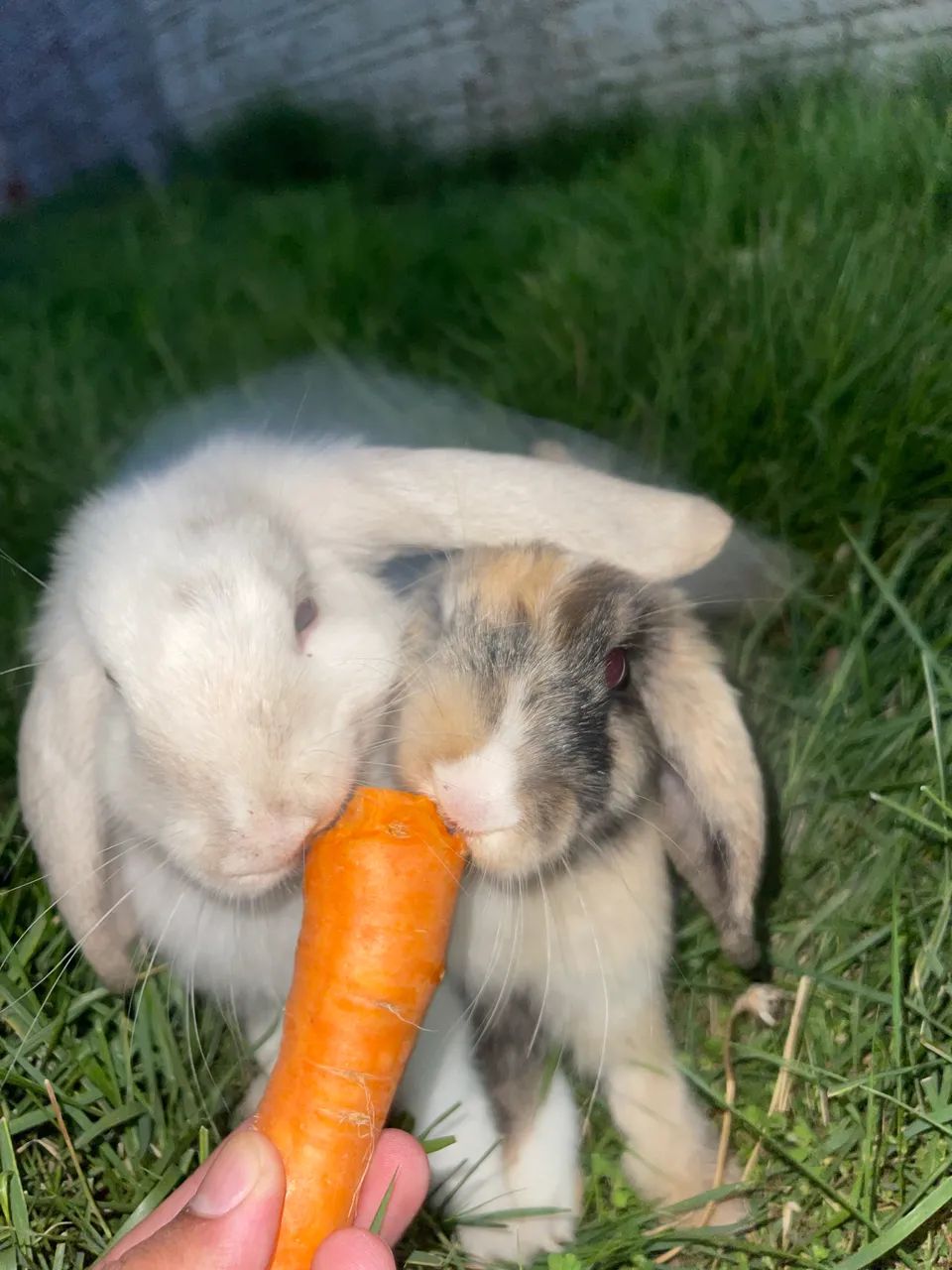 Filhotes de mini coelho (mini lop) - Foto 4