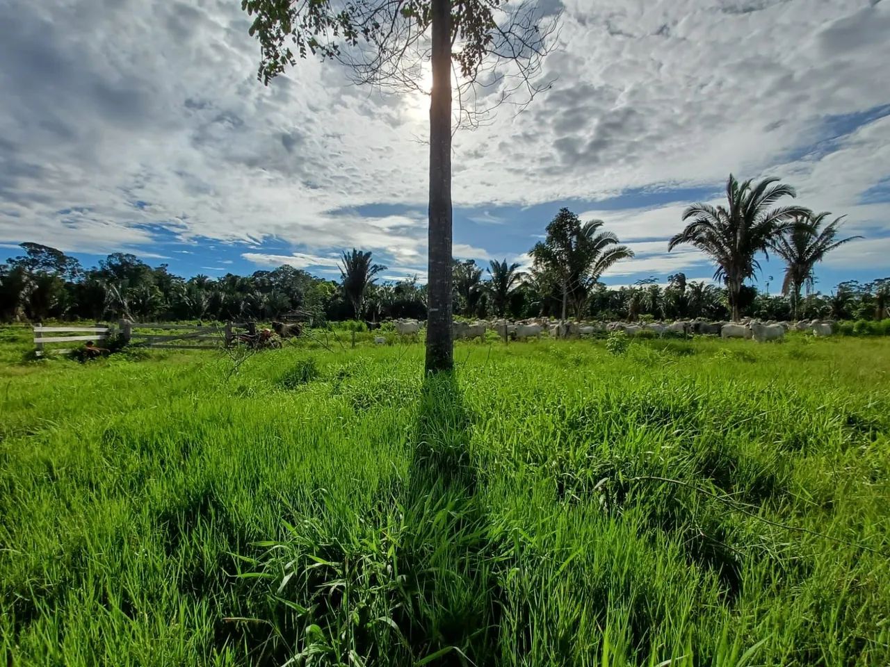 TERRA A VENDA - Foto 2