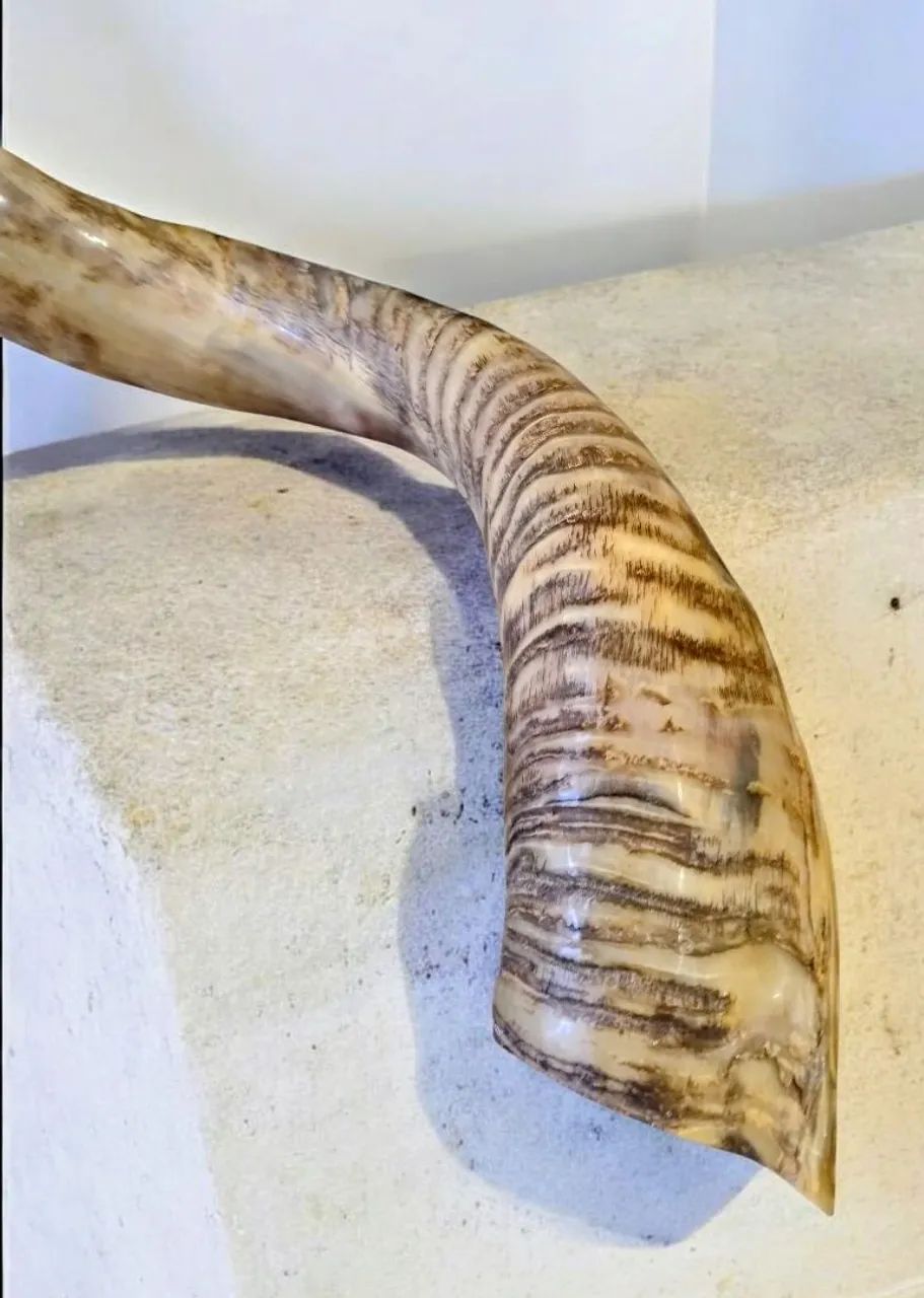 Shofar de antílope Israel  - Foto 3