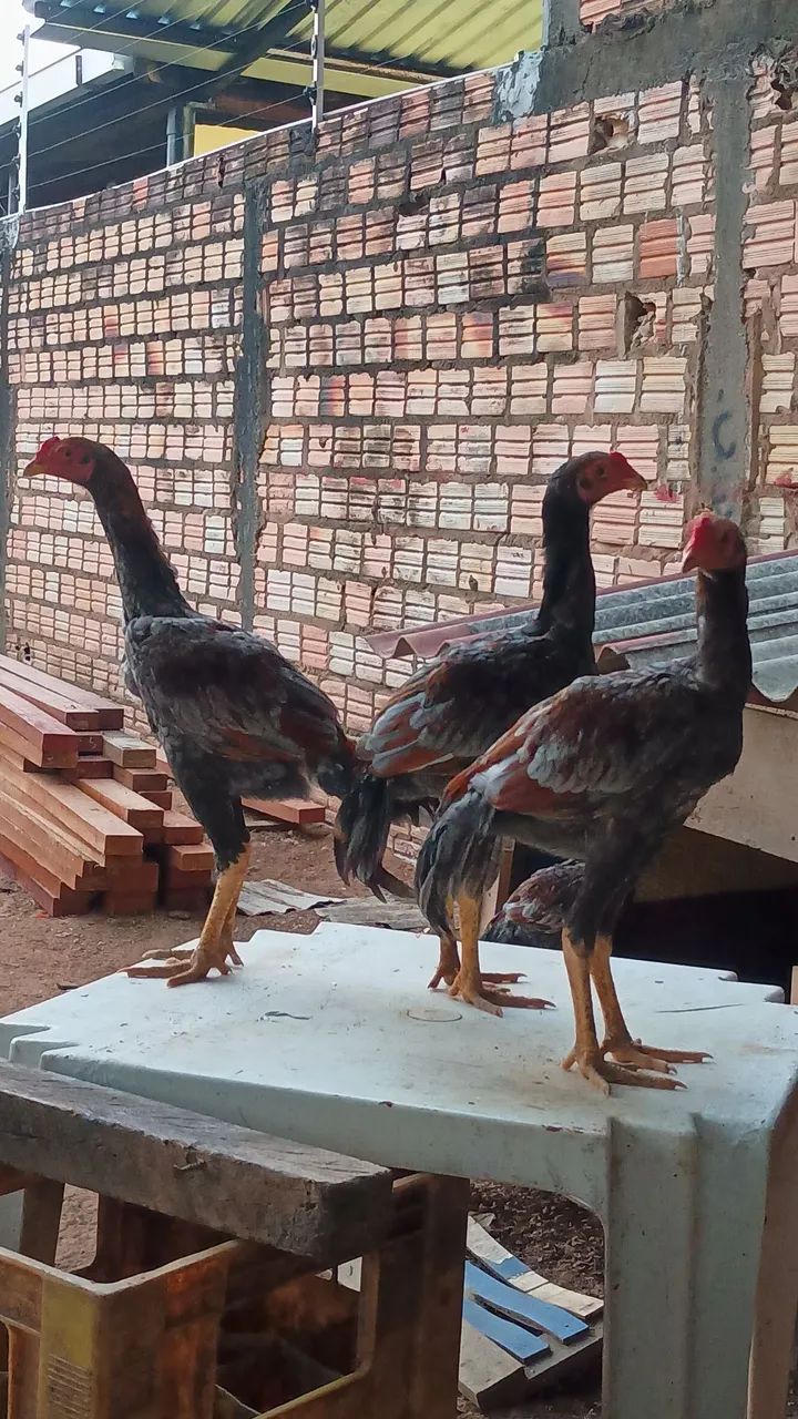 Vende-se frangos carioca 