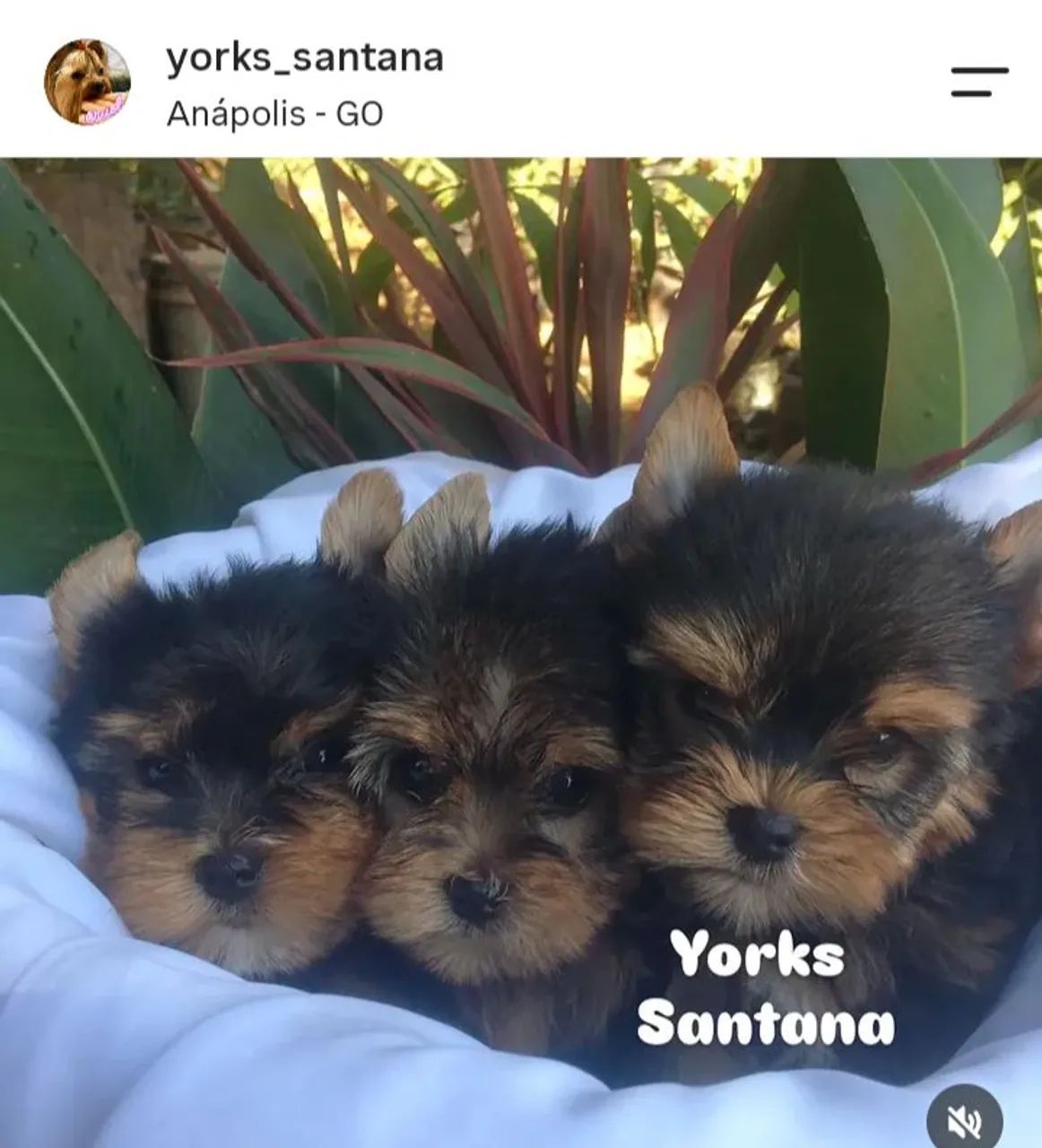 Yorkshire Terrier - machos  - Foto 2