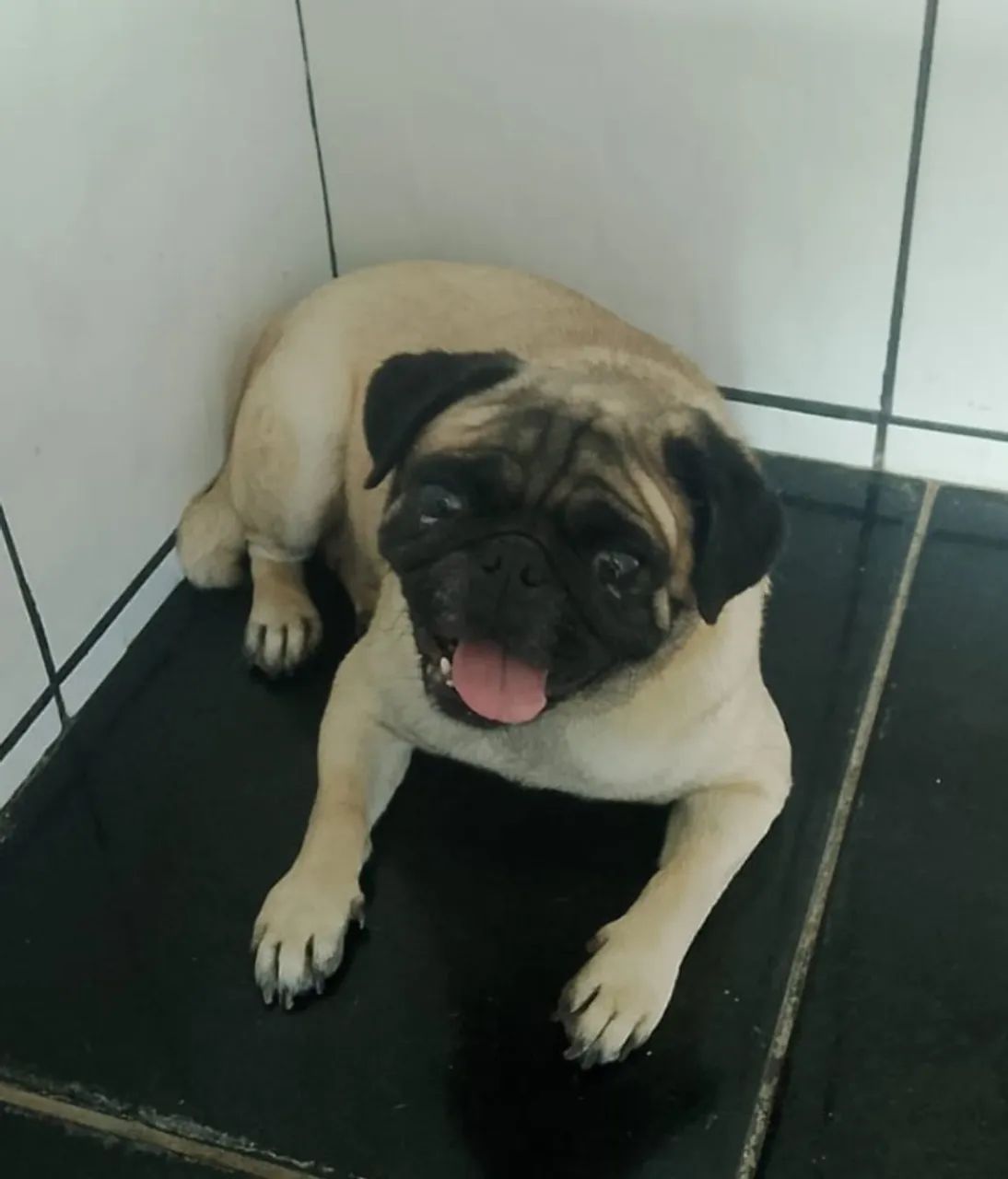 Cachorro - Foto 2