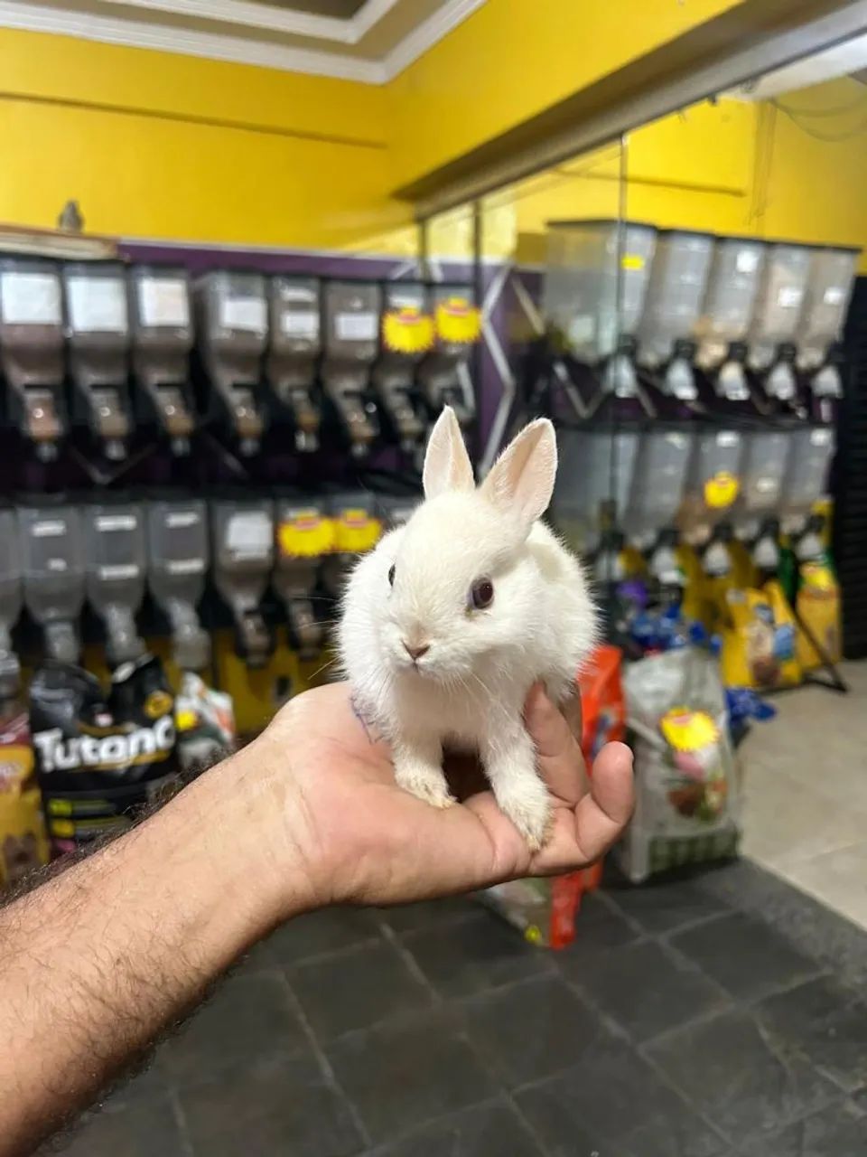 Mini coelho  - Foto 3