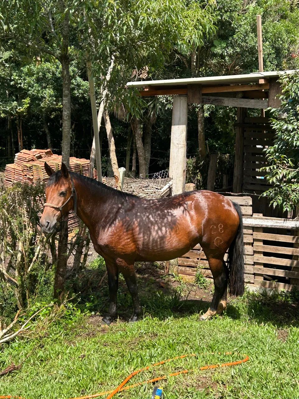 Égua Crioula - Foto 3