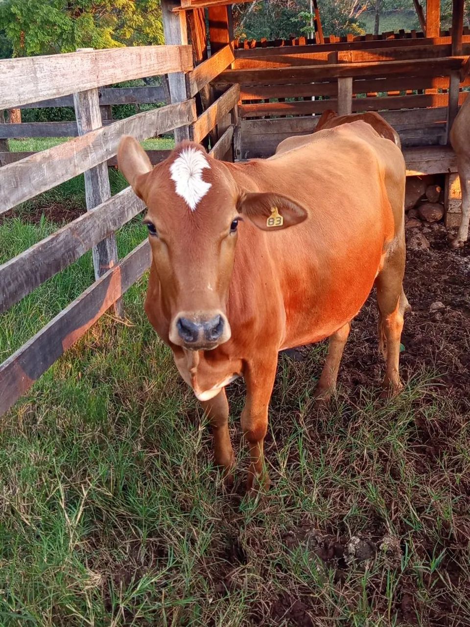 vaca prenha de 7 meses  - Foto 2