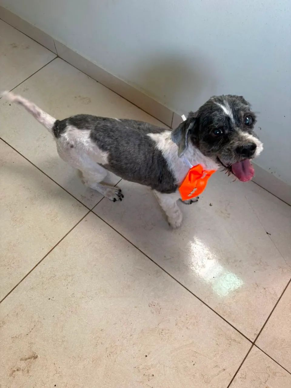 Doação de cachorro 