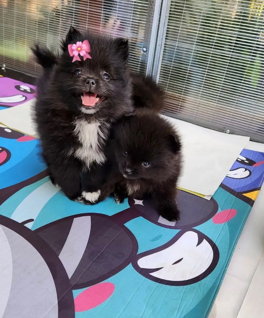 Fêmea spitz Alemão 