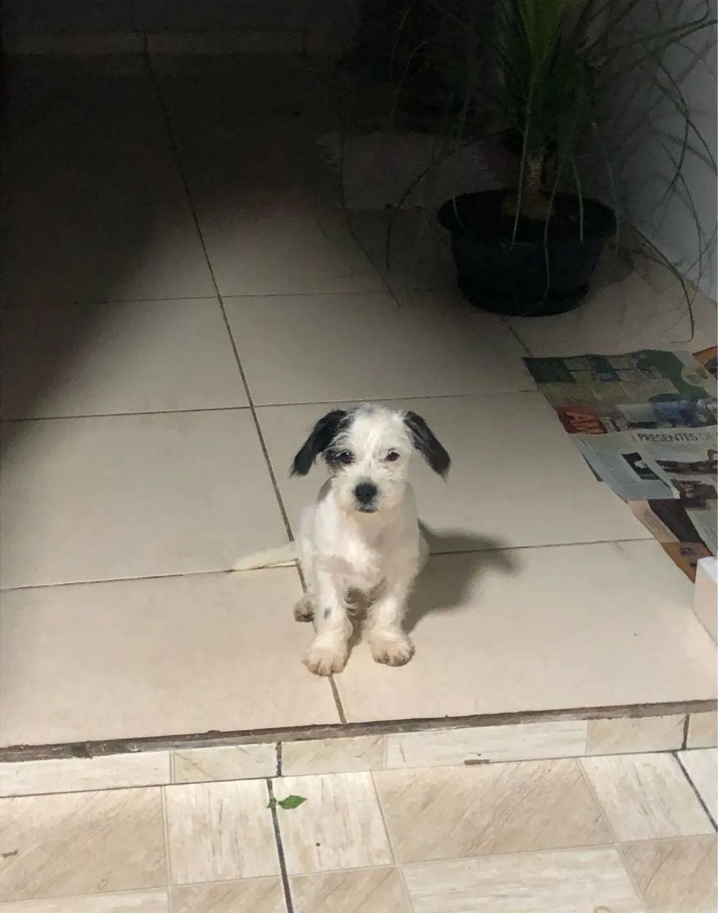 Cadela para adoção - Foto 2