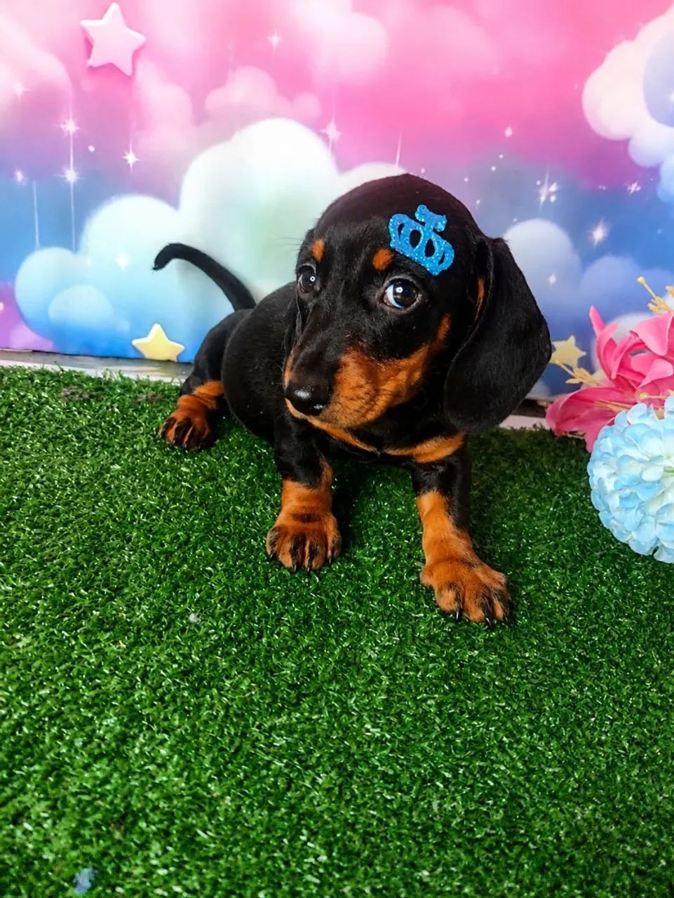 Filhotes de pinscher base  - Foto 4