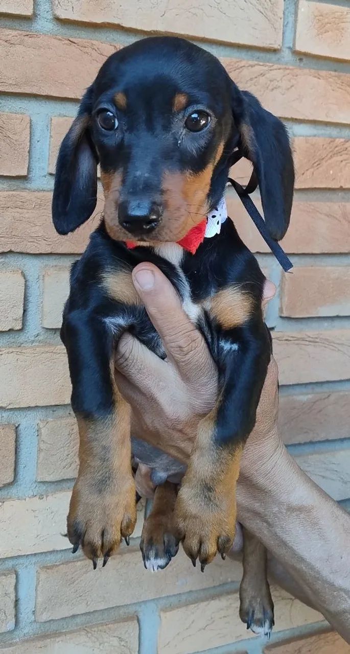 Dachshund macho (promoção) - Foto 2