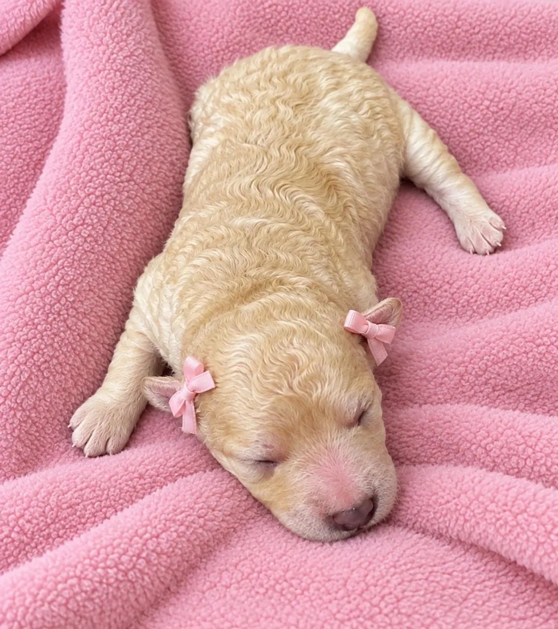 Poodle toy