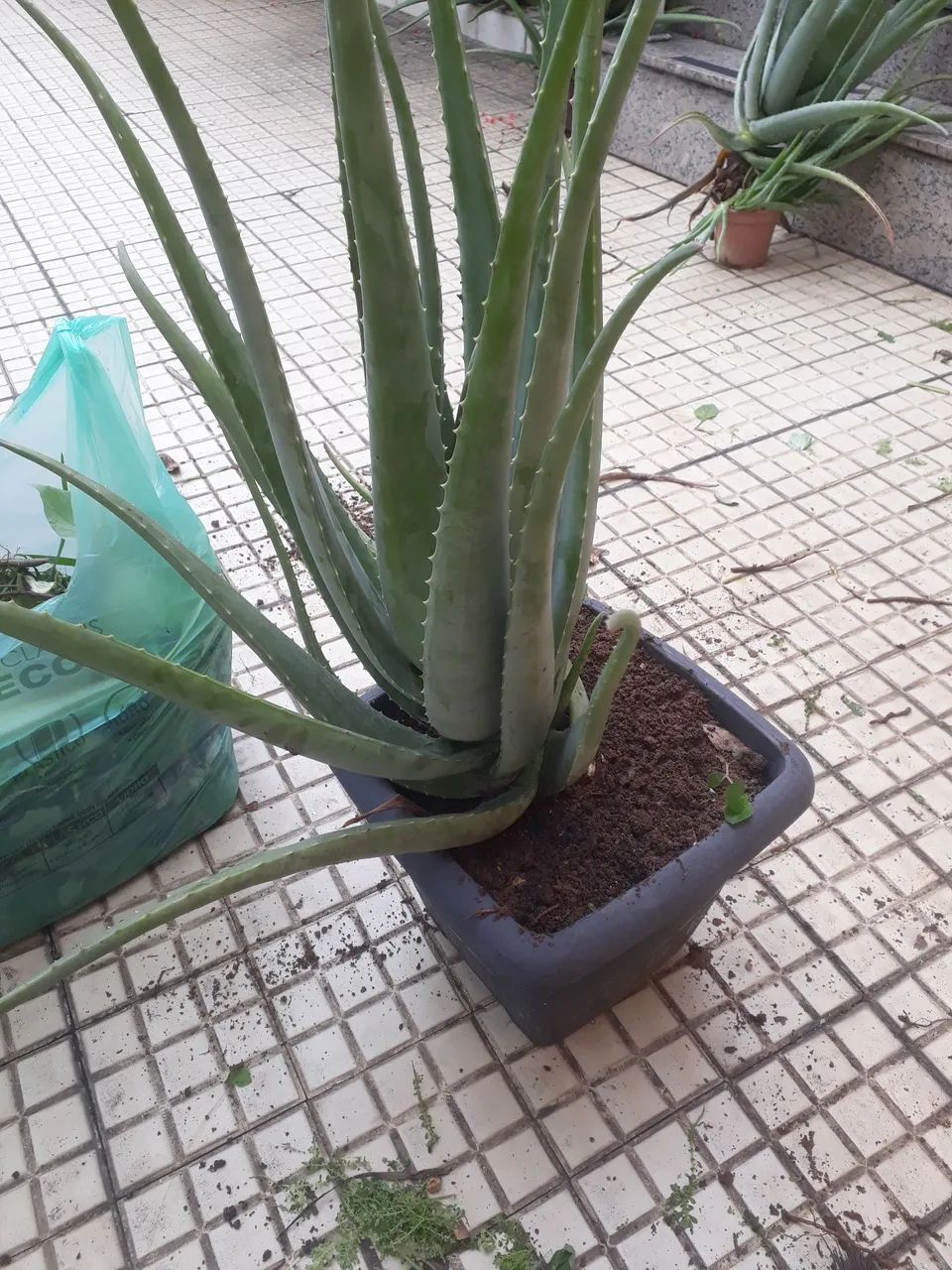 Planta babosa - Foto 3