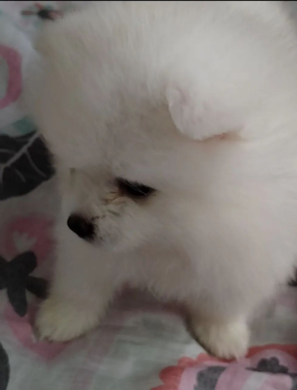 Lulu da pomeranea  - Foto 2