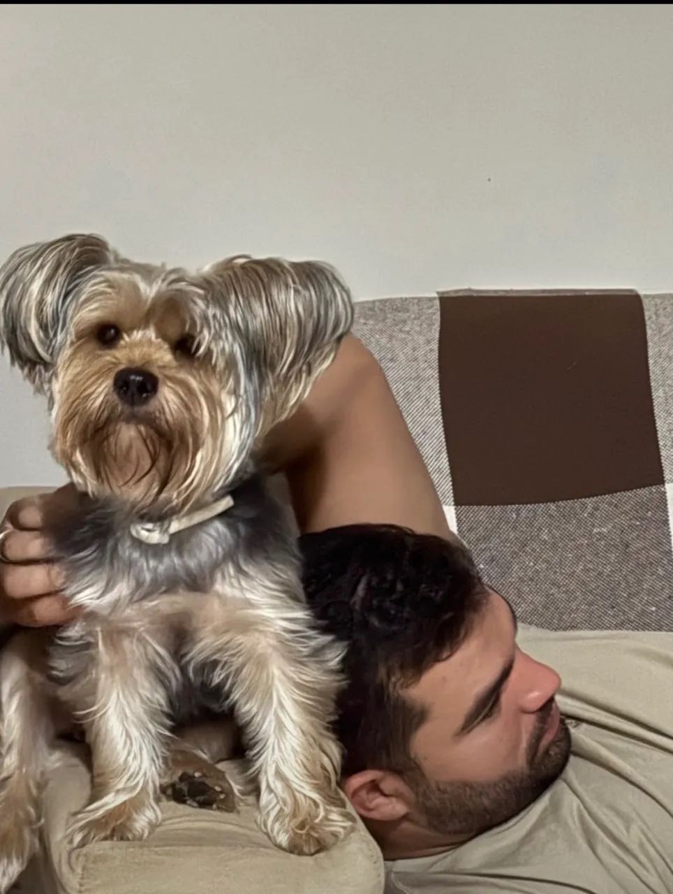 Doação responsável: 2 cães Yorkshire
