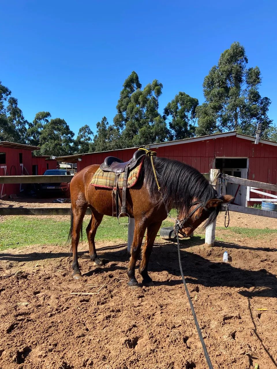 Cavalo mangalarga  - Foto 2
