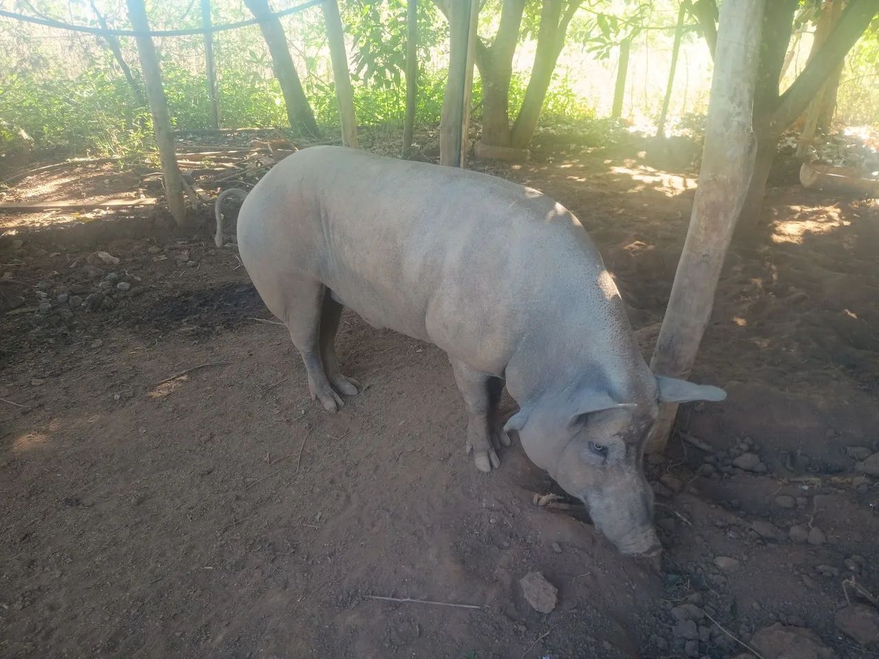 Suínos  - Foto 5