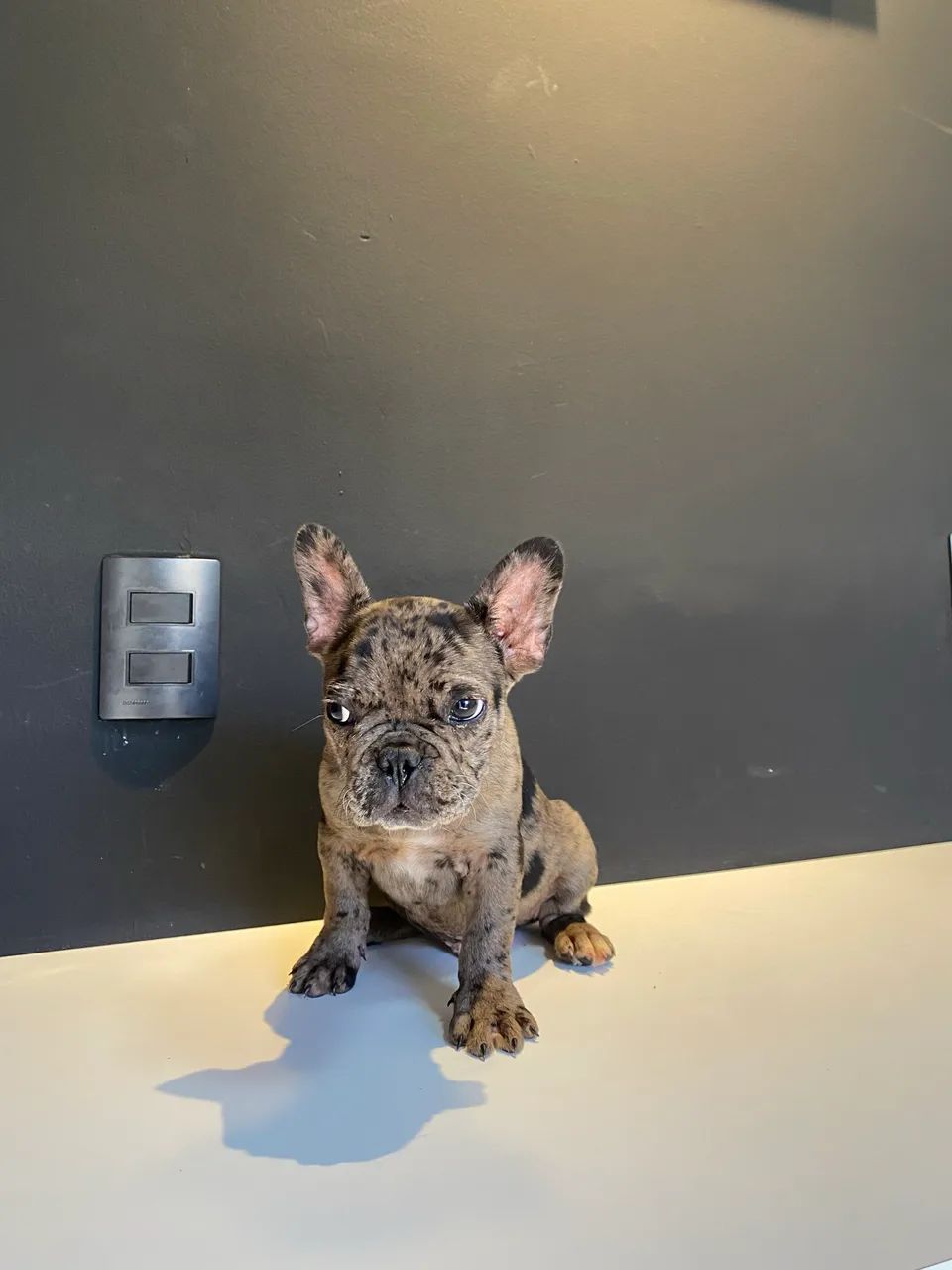 Buldogue francês (macho)  - Foto 4