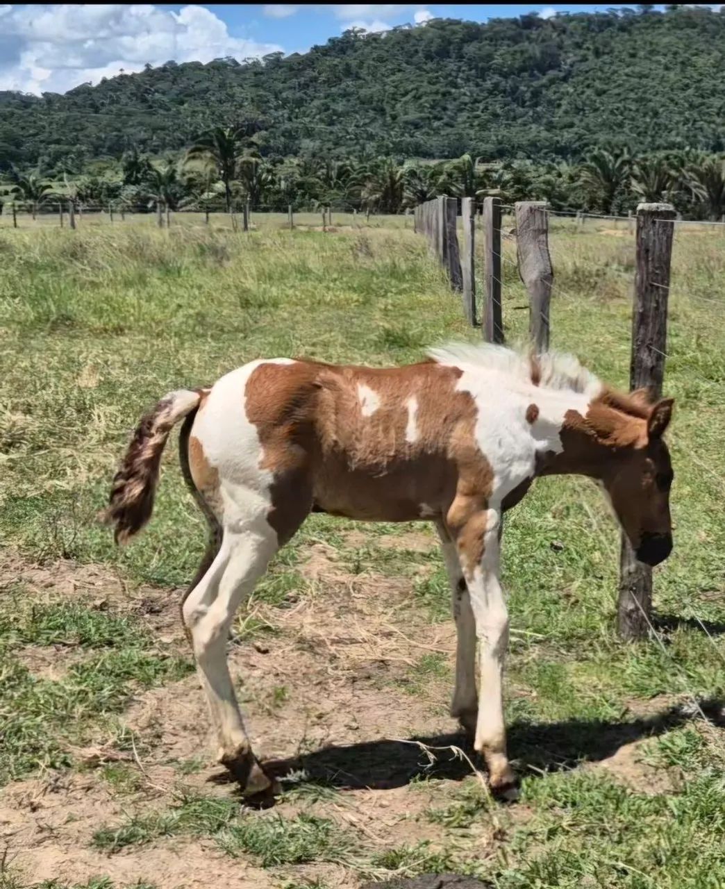 Potrinho - Foto 3