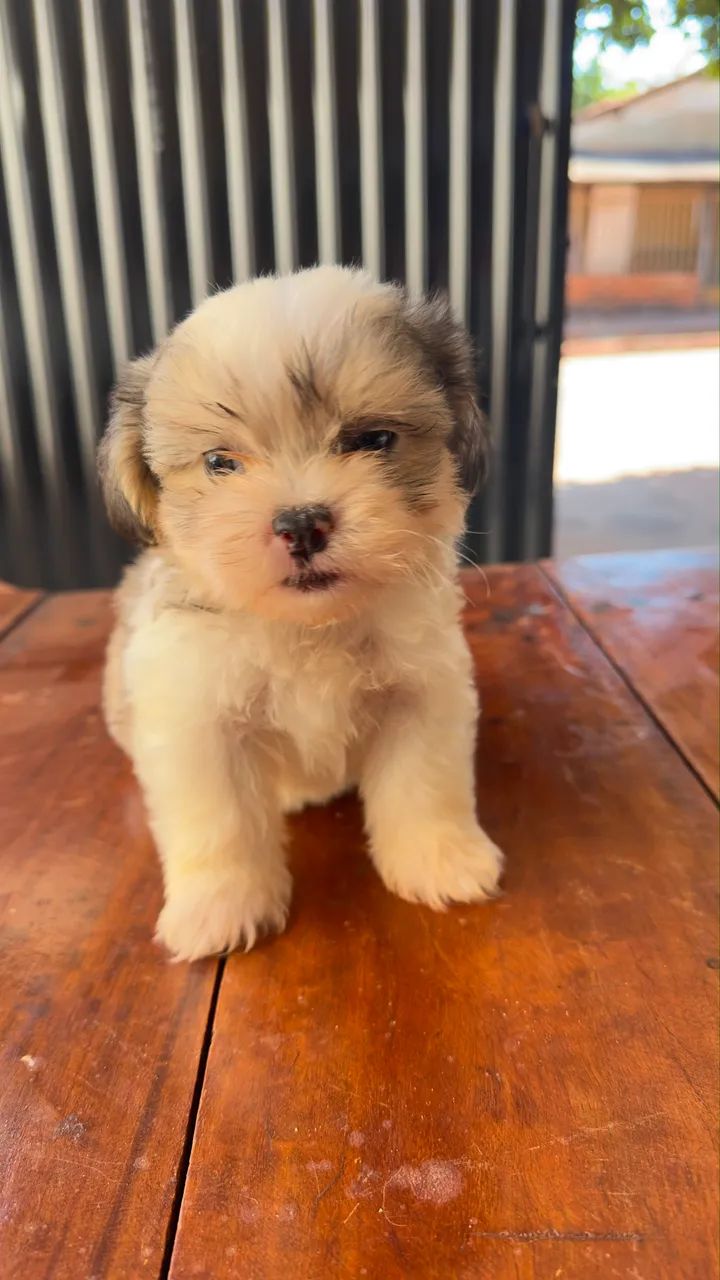 Lhasa Apso filhote  - Foto 4