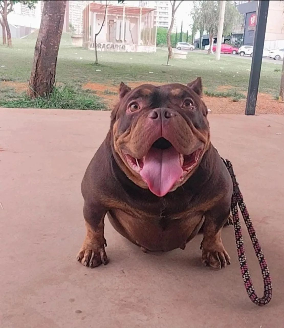 American bully micro - Foto 3