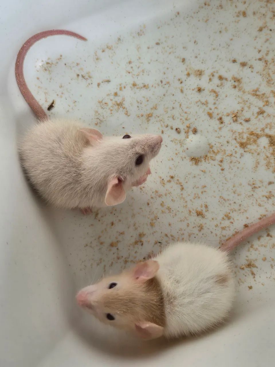 Ratos Twister Fêmeas Dumbo