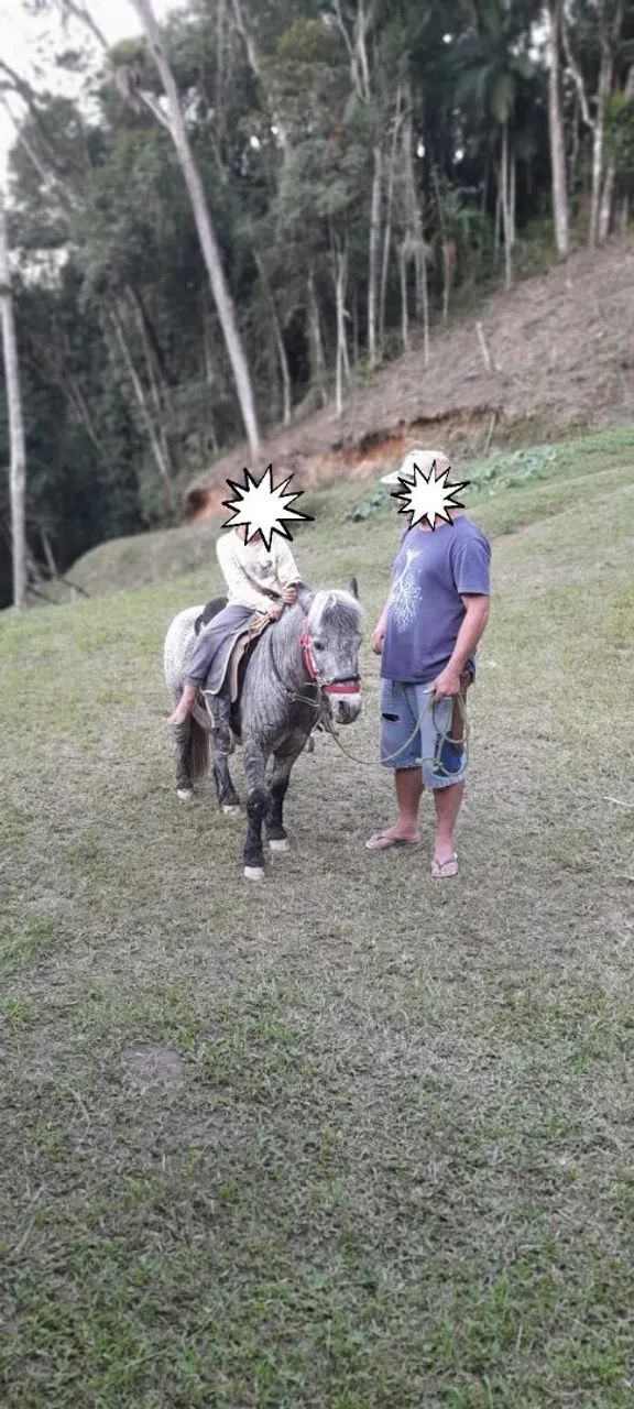 Vendo pônei  - Foto 4