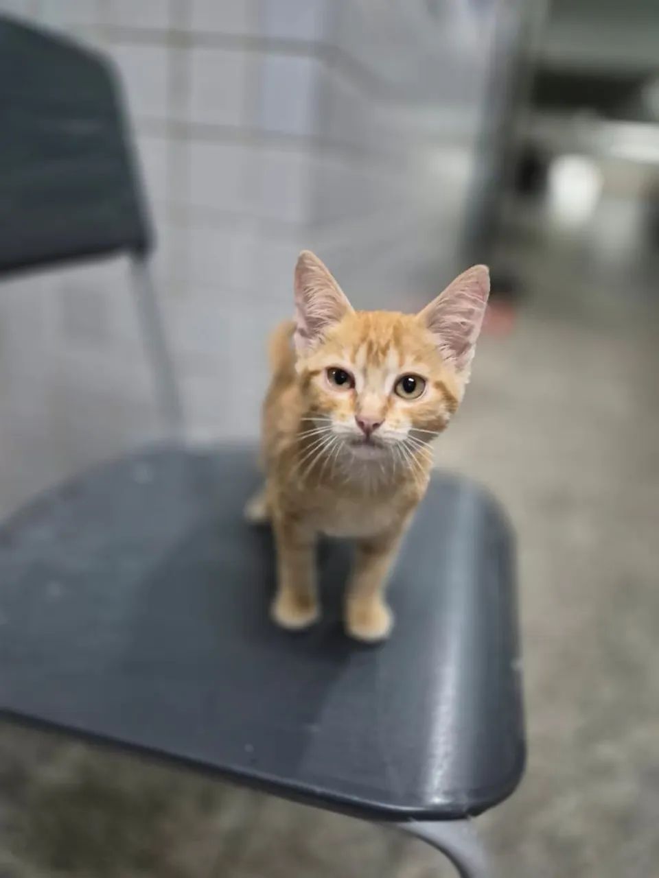 Filhote de gata, fêmea,  3 meses, é carinhosa  - Foto 5