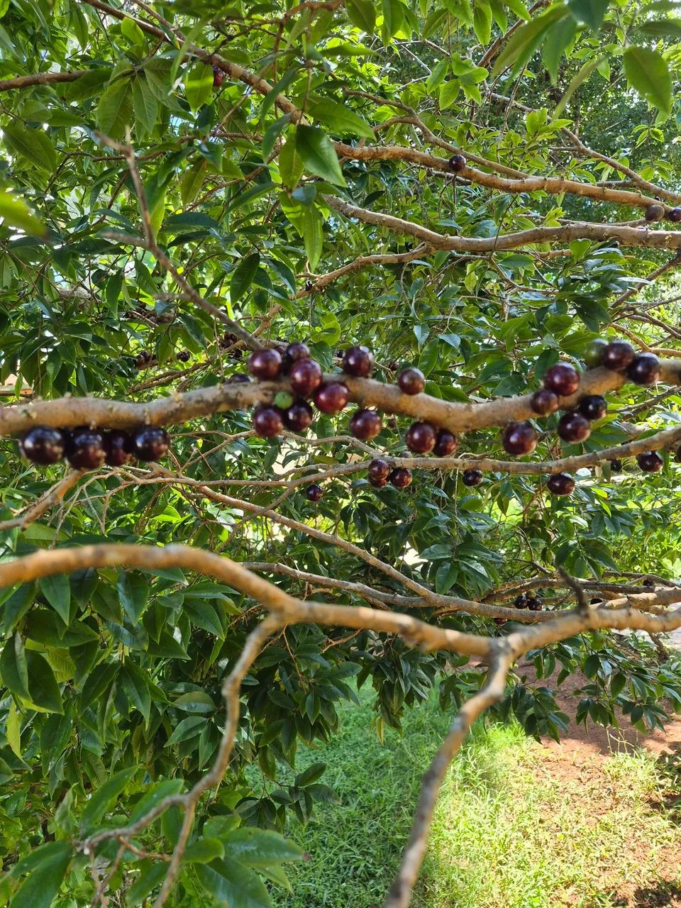 Chácara Jardim monte santo itapetininga sp - Foto 5