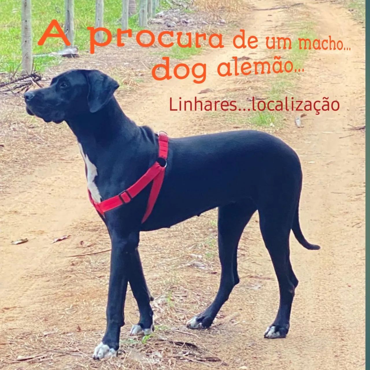 Dog alemão