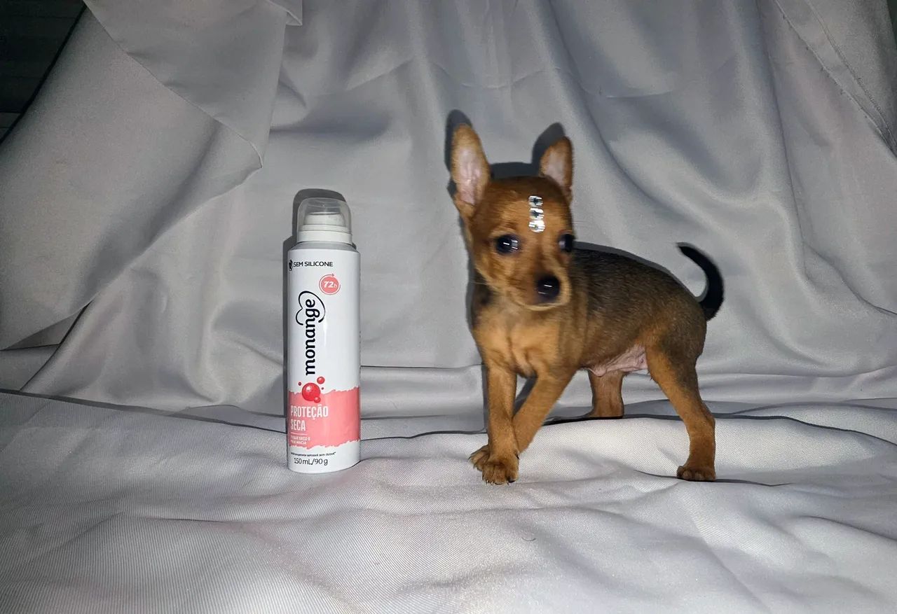 Pinscher fêmea e macho  - Foto 4